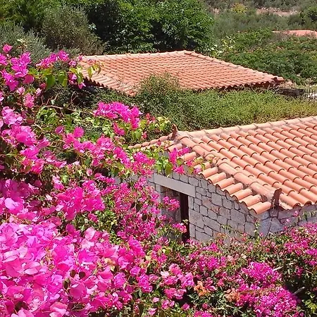 Sophia Mina Green Villa Mina