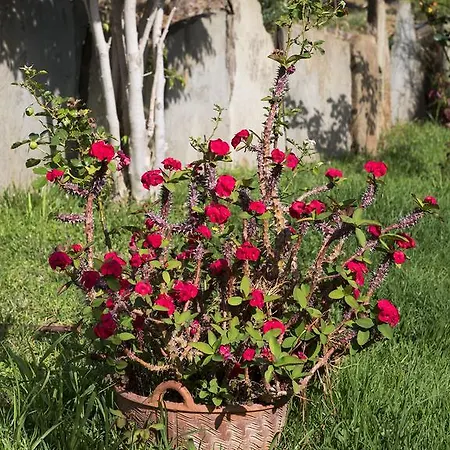 公寓 Sophia Green *