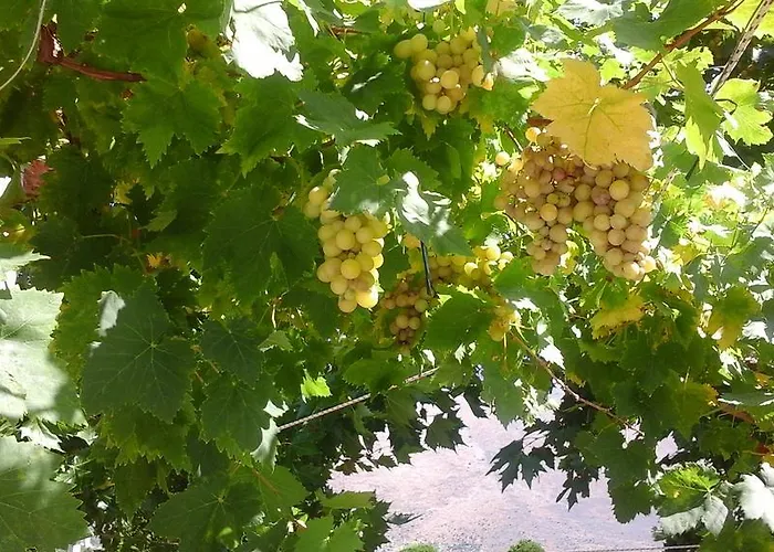 Lejlighed Sophia Green