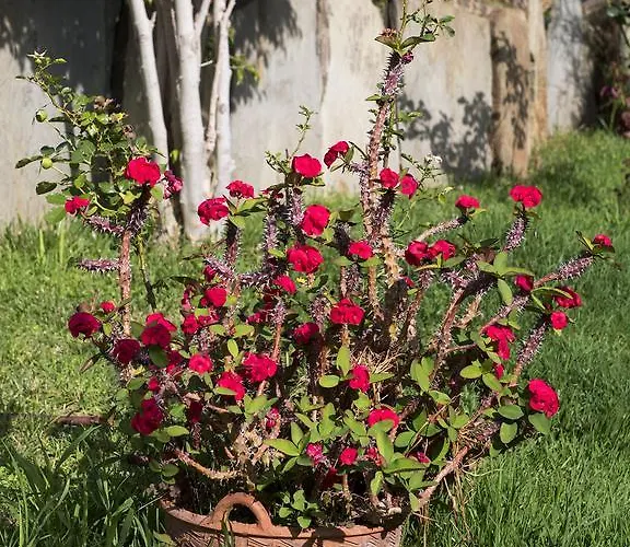 Lejlighed Sophia Green *